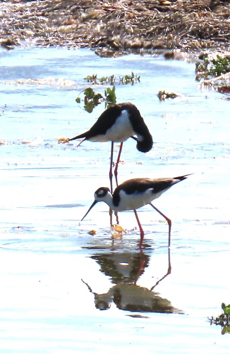 Black-necked Stilt - Marie Barnidge-McIntyre