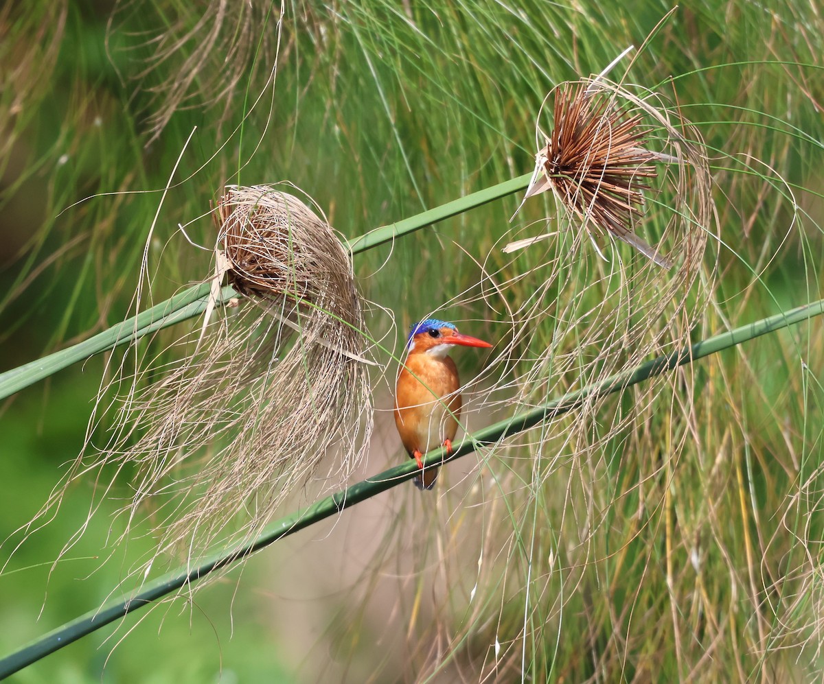 Malachite Kingfisher - ML620758768