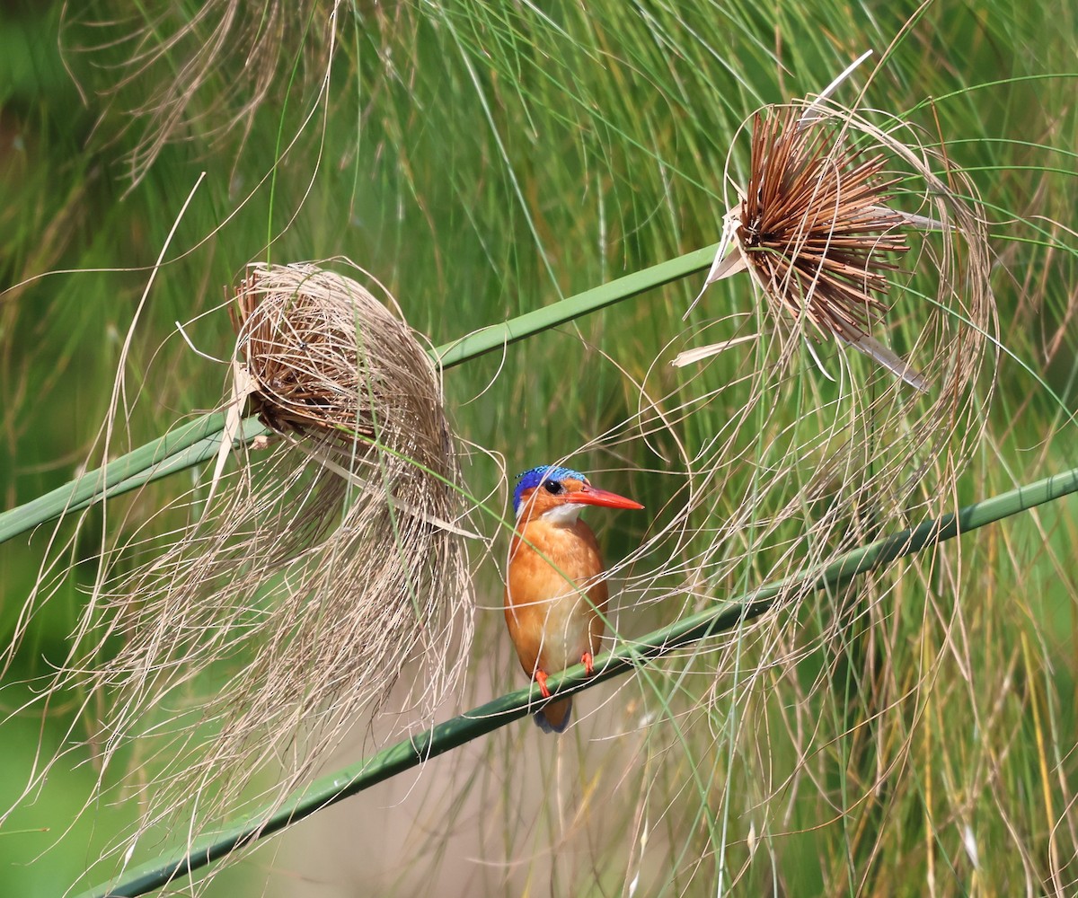 Malachite Kingfisher - ML620758771