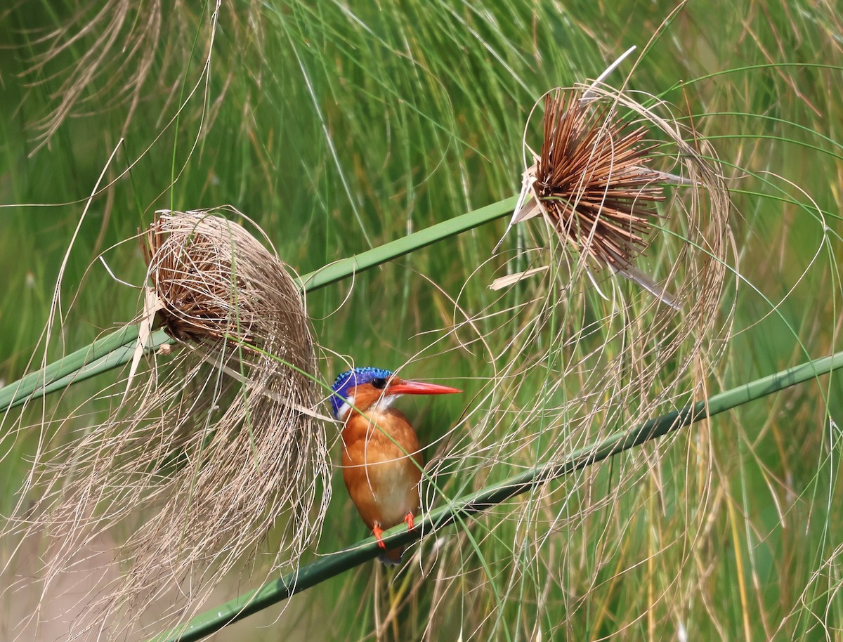 Malachite Kingfisher - ML620758776