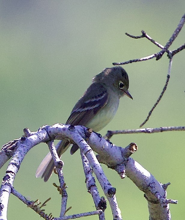 Western Flycatcher - ML620758777