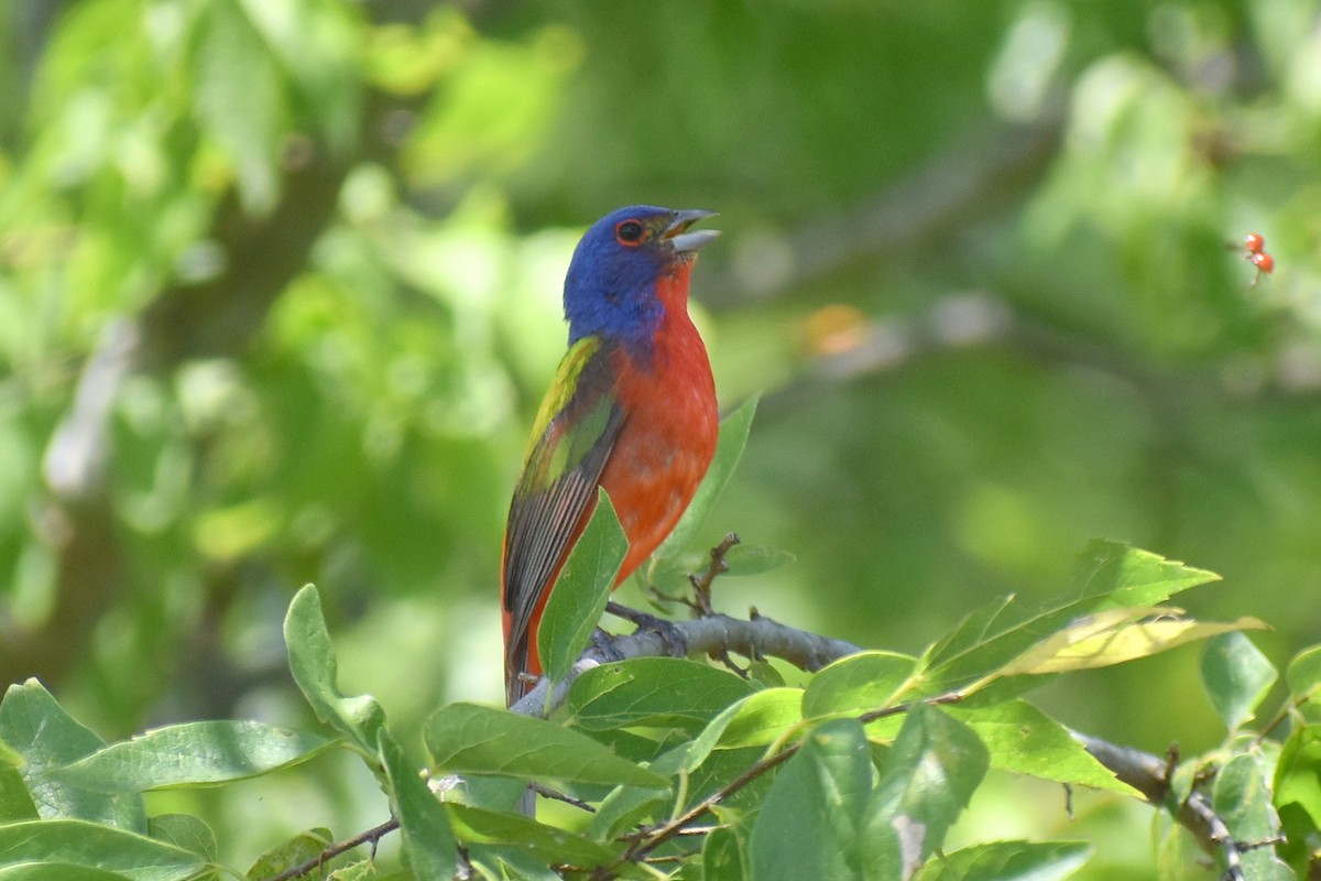 Painted Bunting - ML620758778