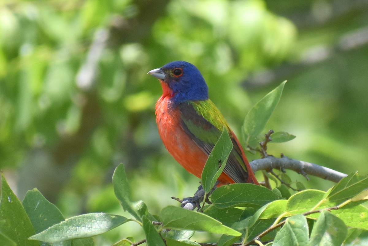 Painted Bunting - ML620758779