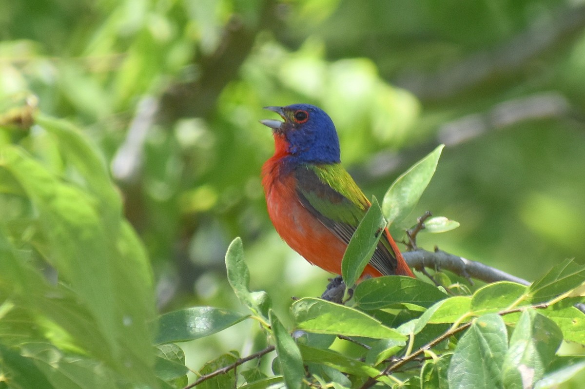 Painted Bunting - ML620758780