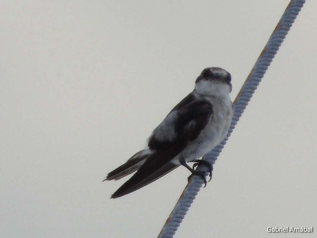 Mangrove Swallow - ML620758786