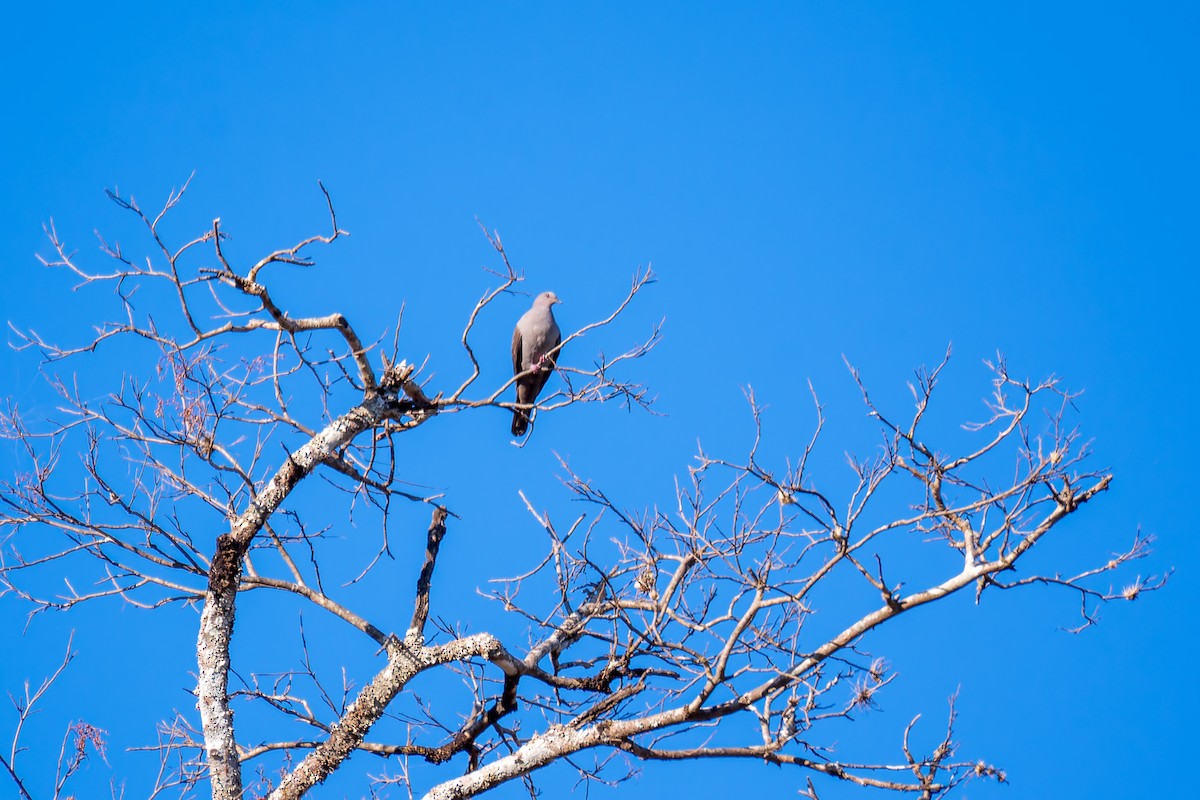 Plumbeous Pigeon - ML620758790