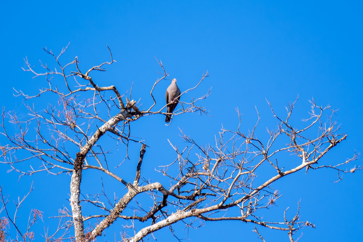 Plumbeous Pigeon - ML620758791