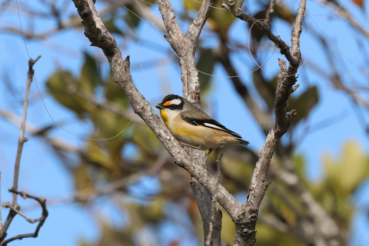 Streifenpanthervogel - ML620758792