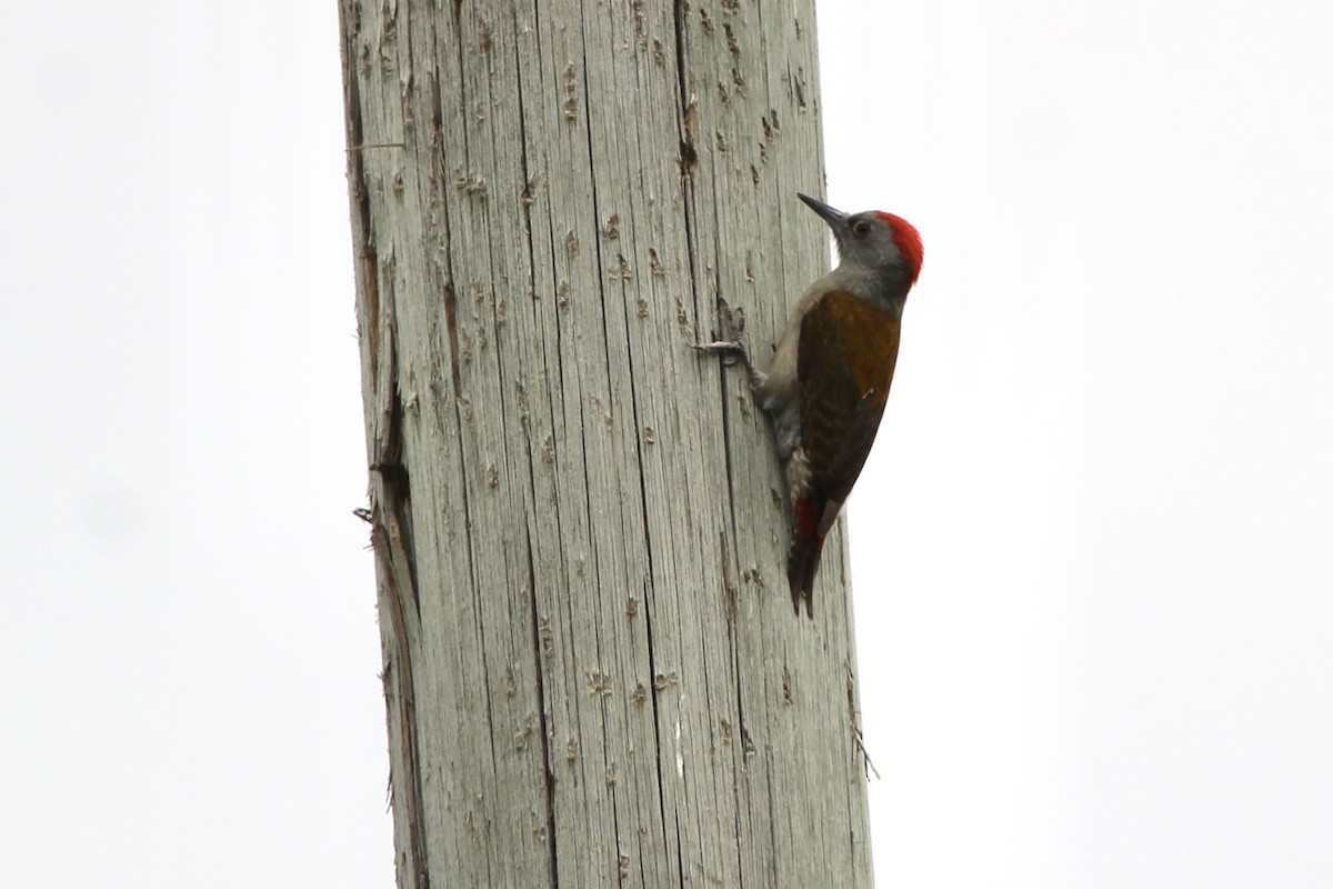 Mountain Gray Woodpecker - ML620758793