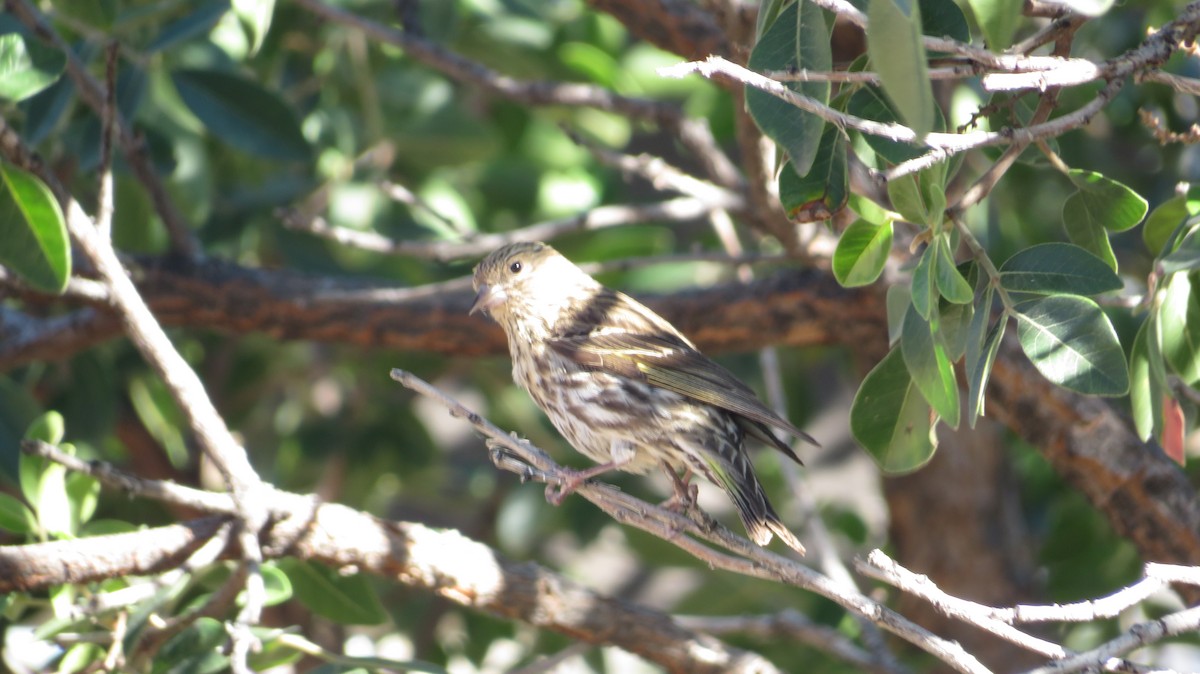 Pine Siskin - ML620758796