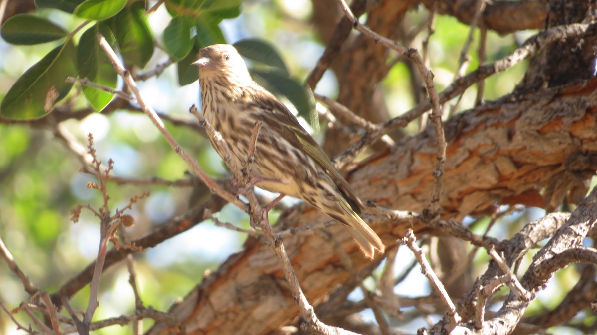 Pine Siskin - ML620758802