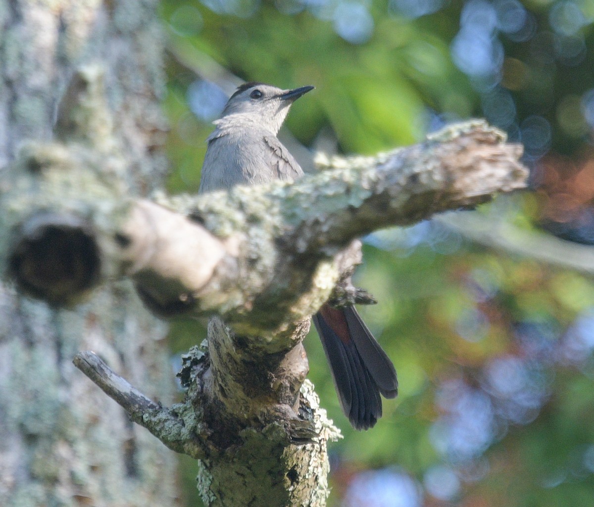 Gray Catbird - ML620758804