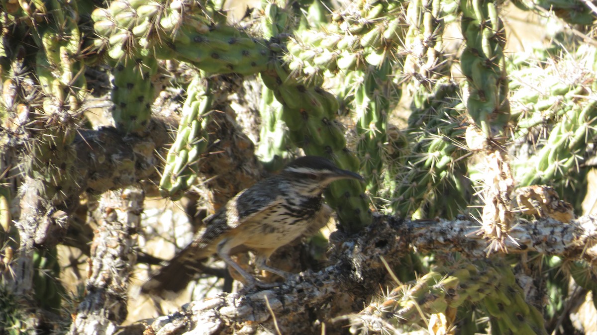 Cactus Wren - ML620758807