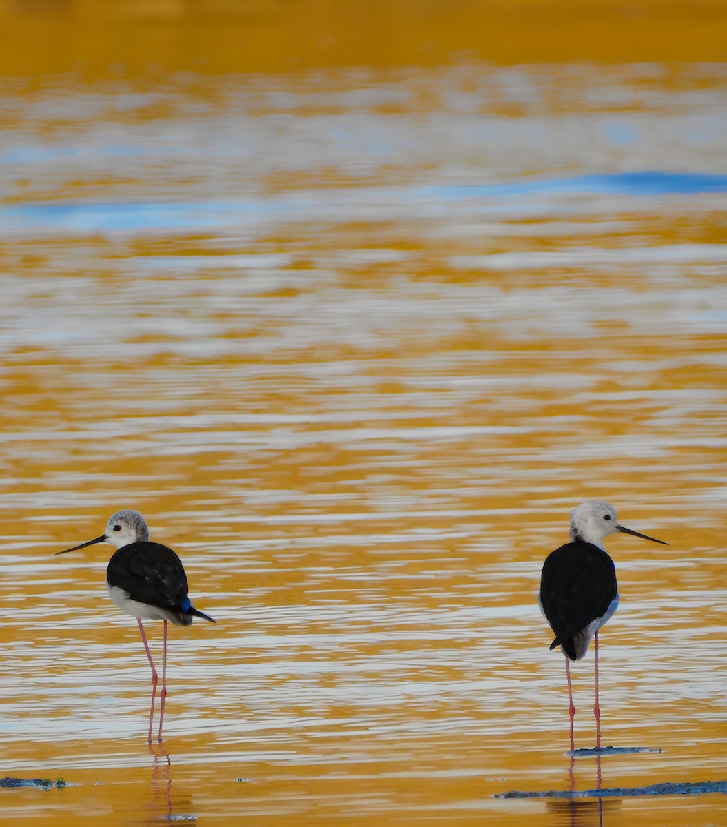 Black-winged Stilt - ML620758808