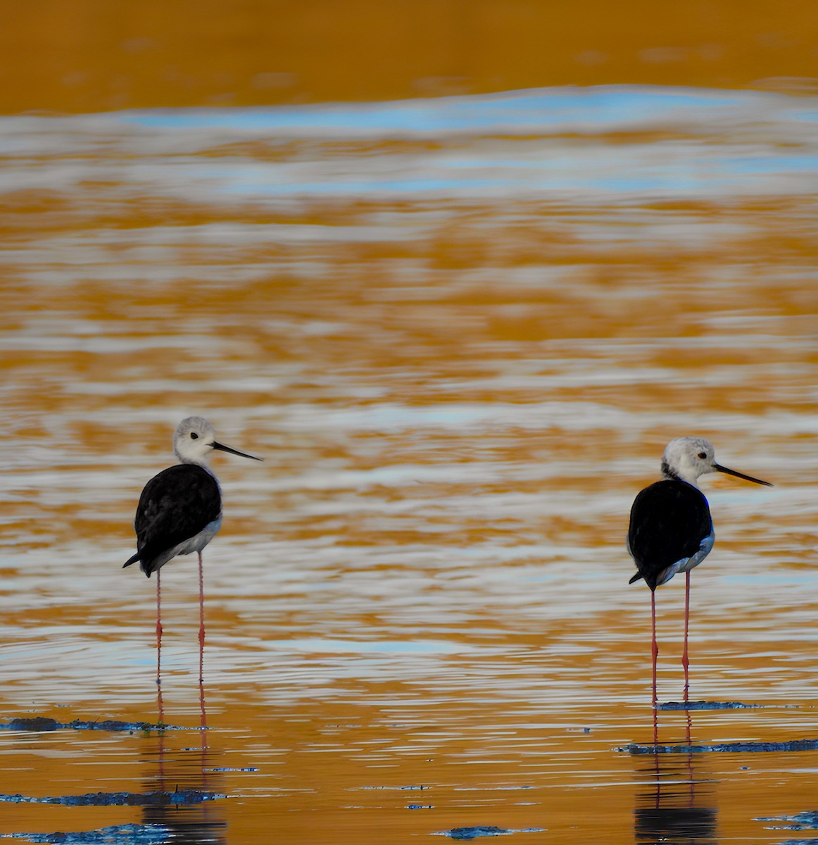 Black-winged Stilt - ML620758809