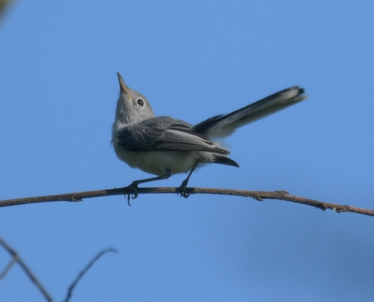 Blue-gray Gnatcatcher - ML620758814