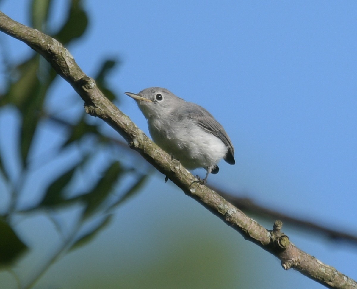 Blue-gray Gnatcatcher - ML620758815