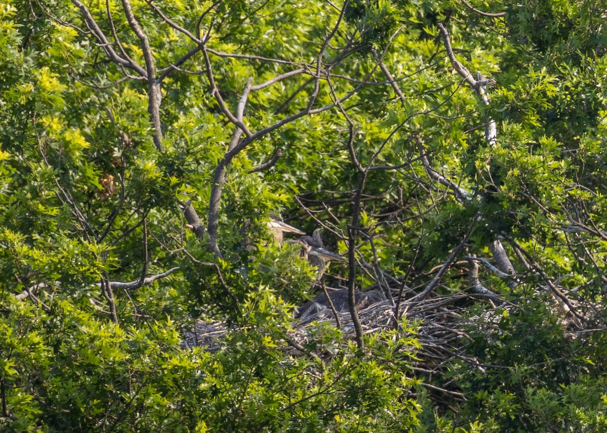 Garza Azulada - ML620758816