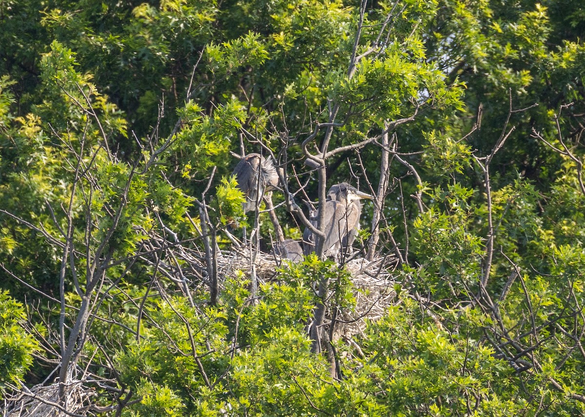 Great Blue Heron - ML620758817