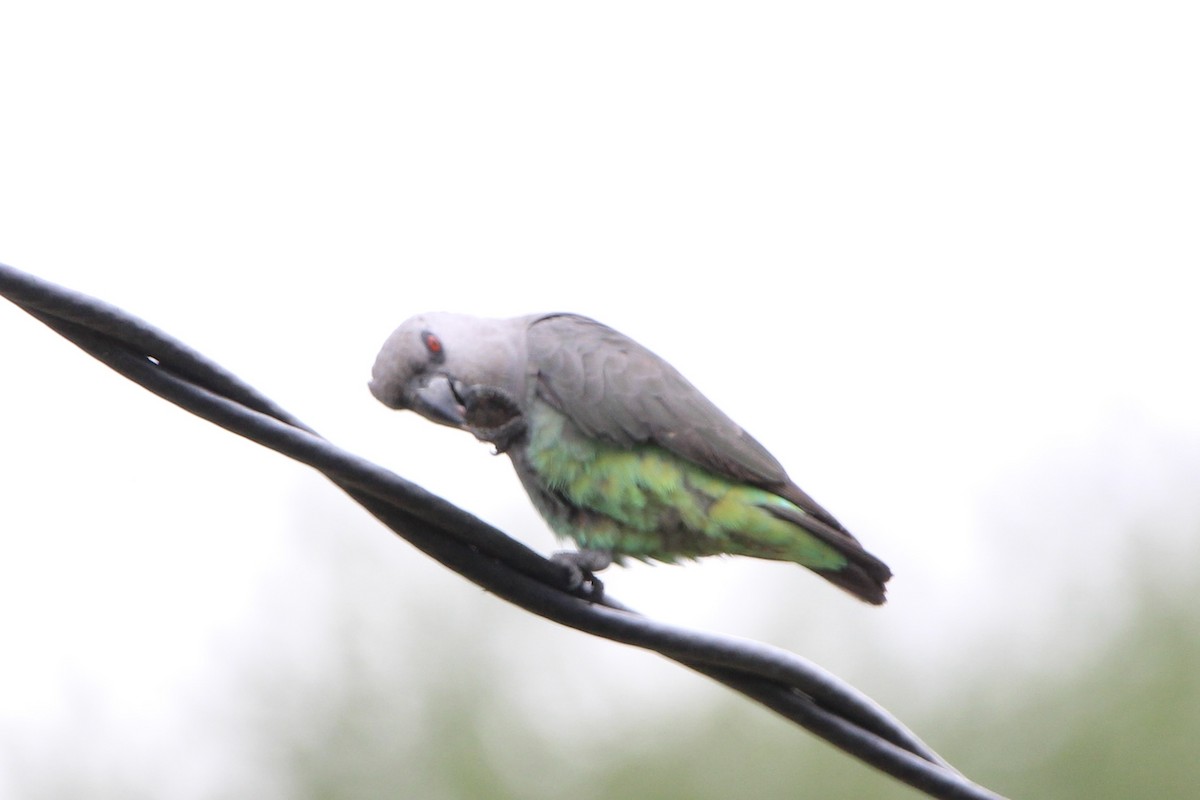 Red-bellied Parrot - ML620758818