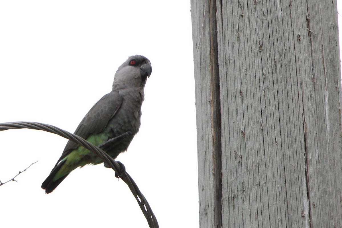 Red-bellied Parrot - Anna Siegel