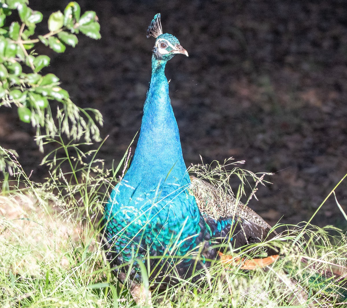 Indian Peafowl (Domestic type) - ML620758823