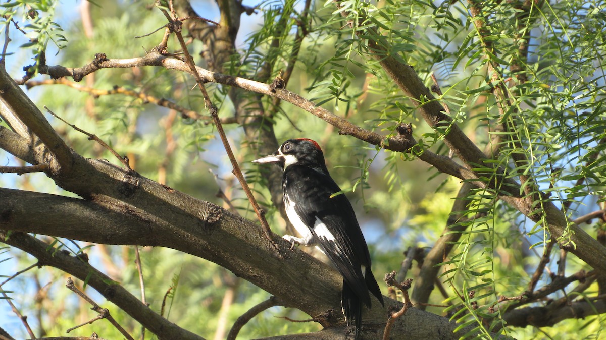 Acorn Woodpecker - ML620758826