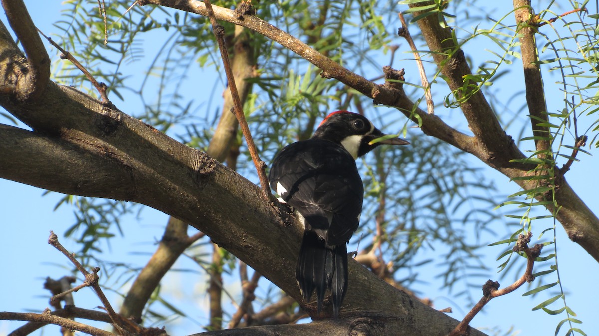 Acorn Woodpecker - ML620758829