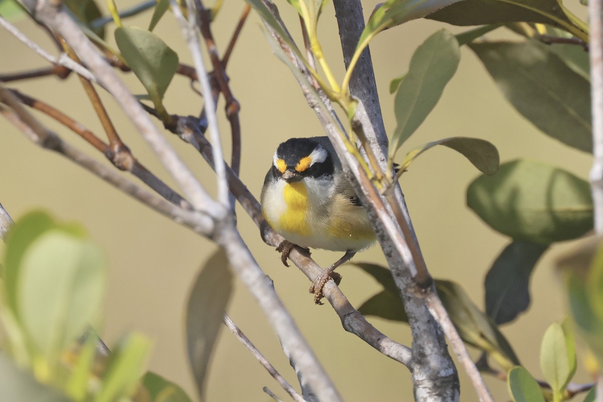 Striated Pardalote - ML620758831