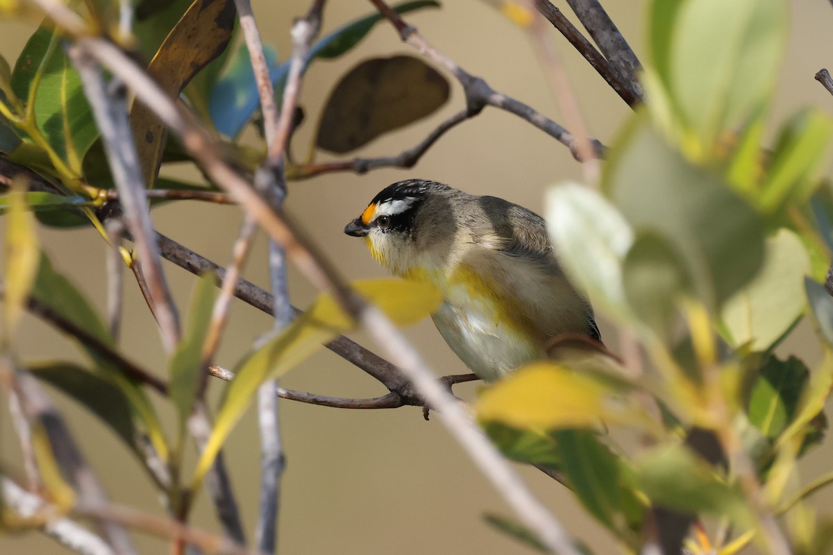 Streifenpanthervogel - ML620758832