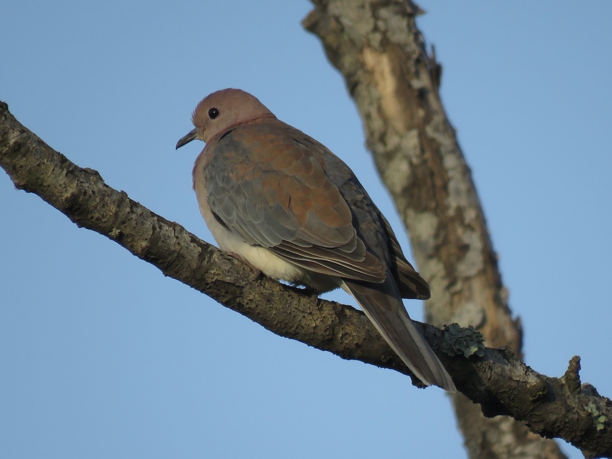 Laughing Dove - ML620758834