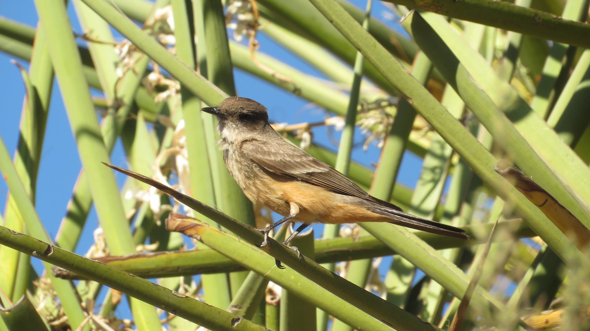 Say's Phoebe - ML620758845