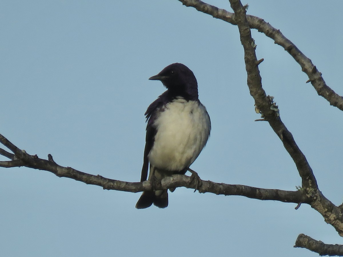 Violet-backed Starling - ML620758846