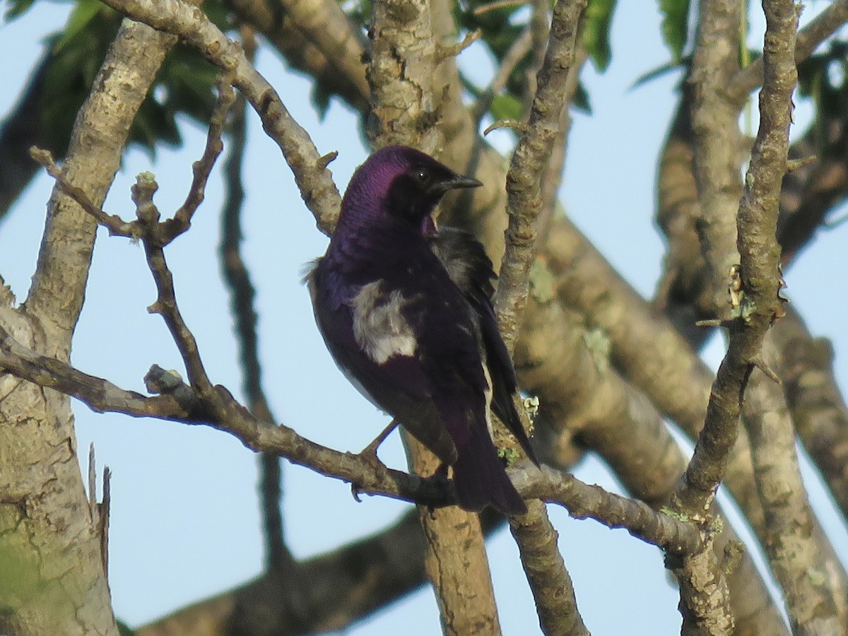 Violet-backed Starling - ML620758862