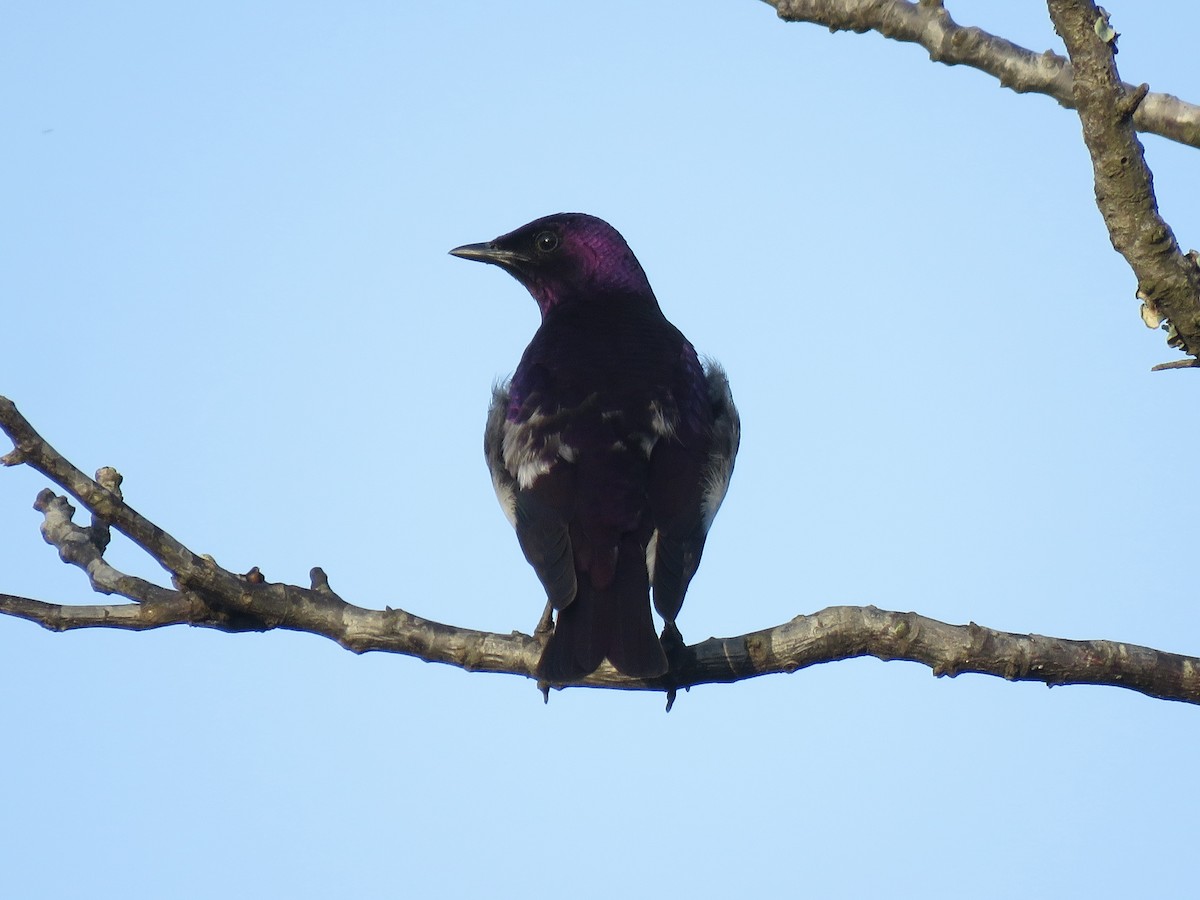 Violet-backed Starling - ML620758863