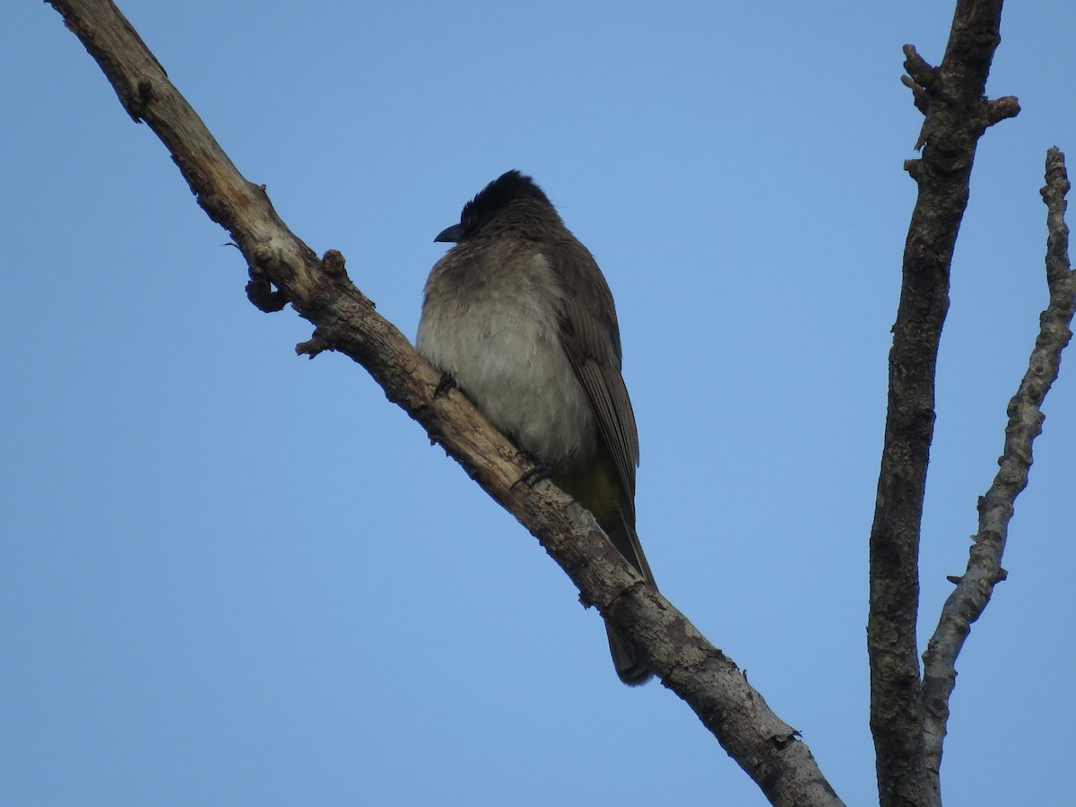 Common Bulbul (Dark-capped) - ML620758864