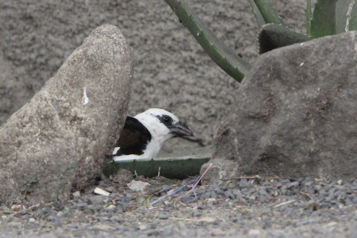 White-headed Buffalo-Weaver - ML620758865