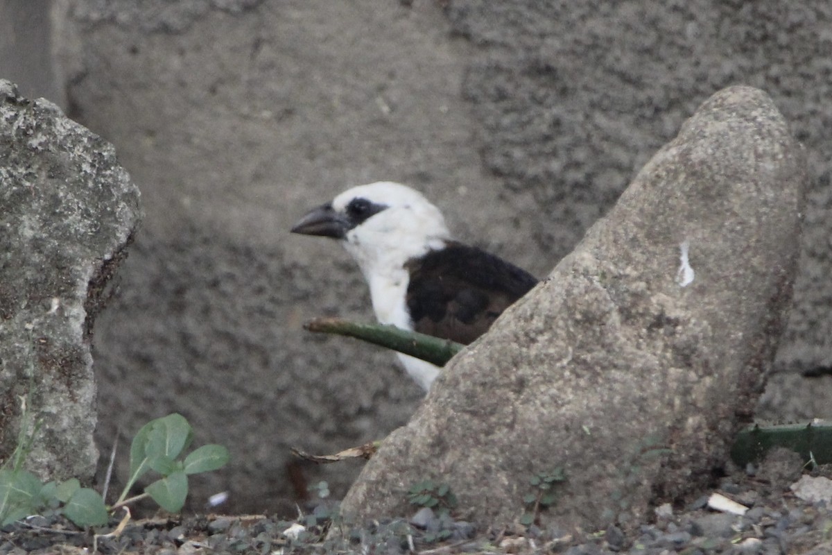 White-headed Buffalo-Weaver - ML620758866