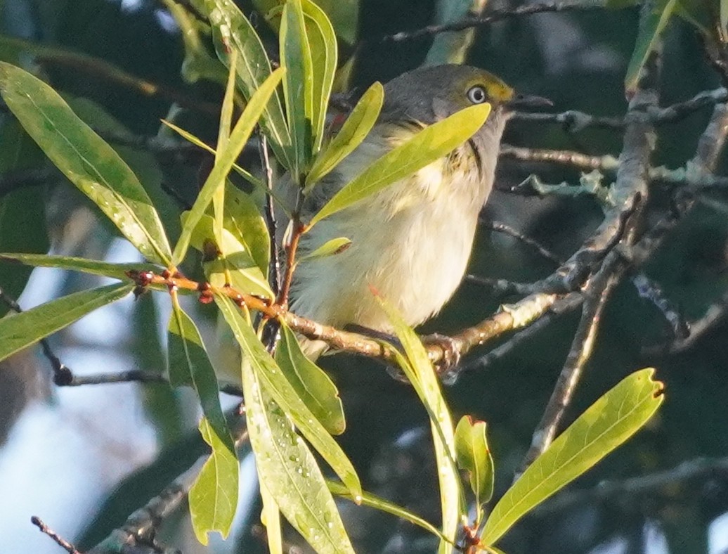 Vireo Ojiblanco - ML620758869