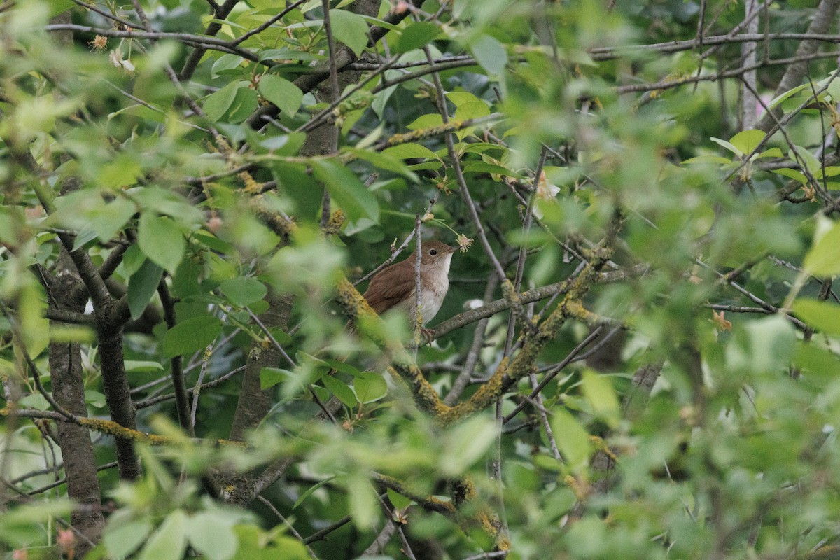 Common Nightingale - ML620758872