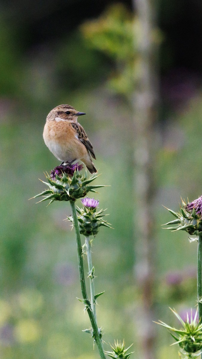 Whinchat - ML620758880