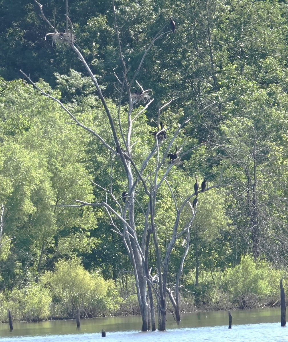 Double-crested Cormorant - ML620758881