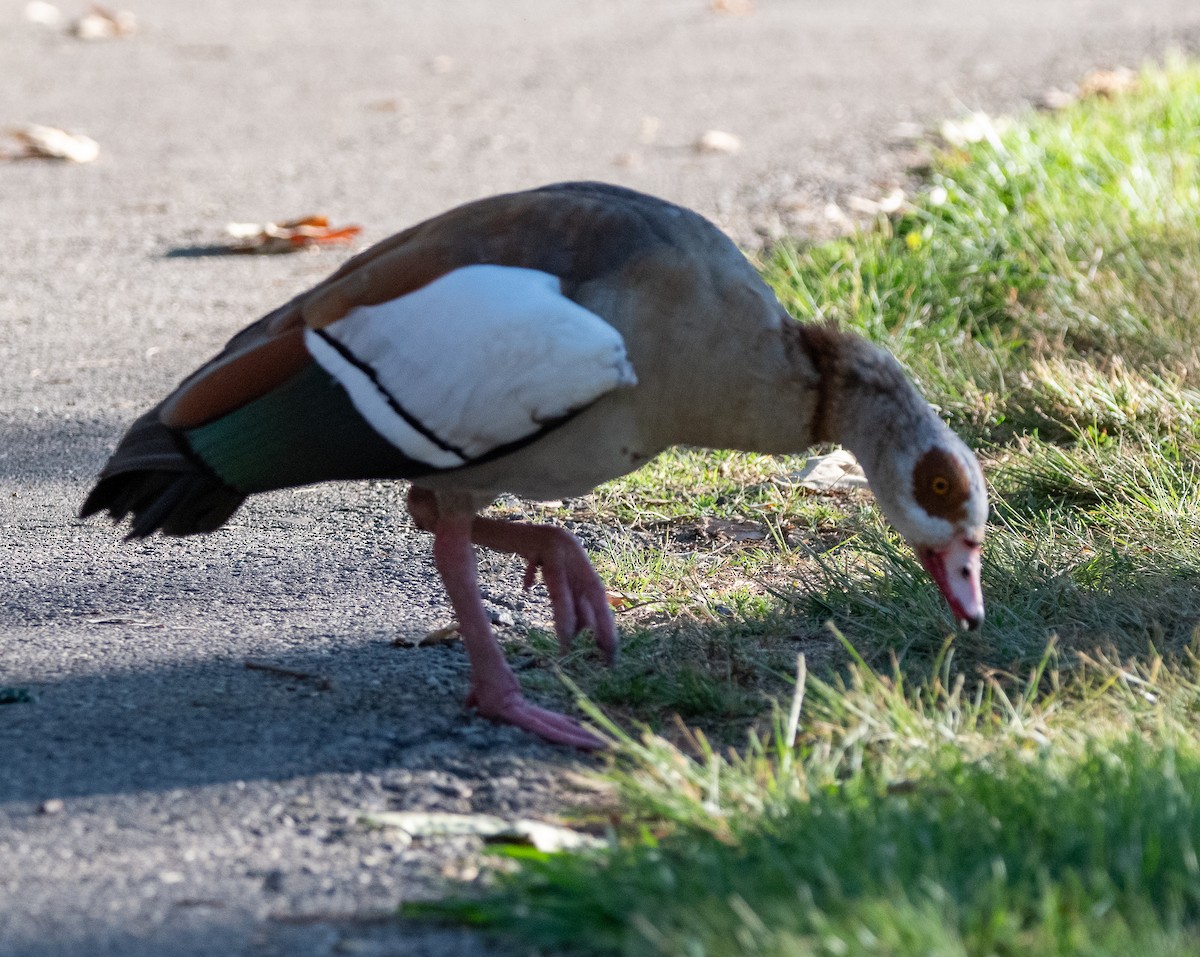 Egyptian Goose - ML620758882