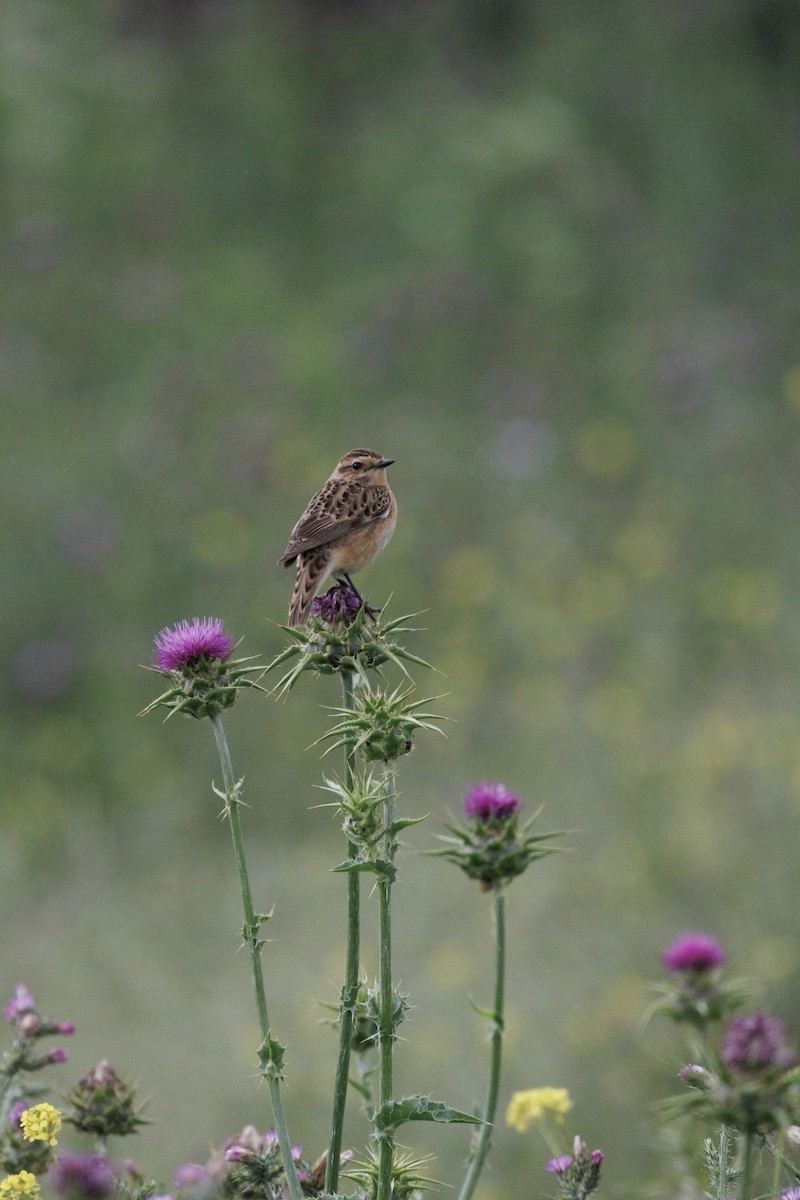 Whinchat - ML620758883