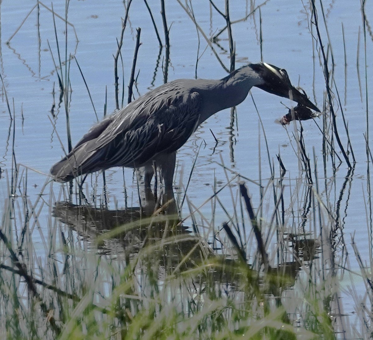 Yellow-crowned Night Heron - ML620758897