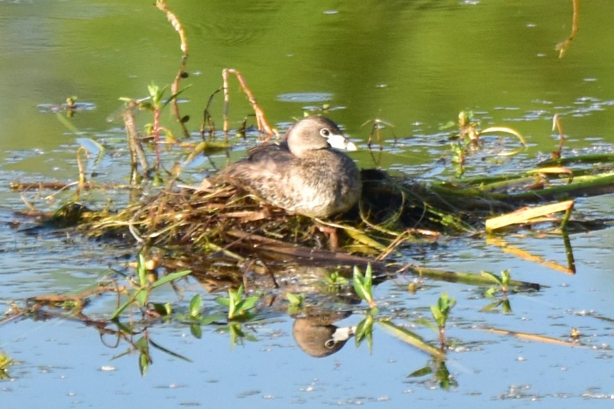 Pied-billed Grebe - ML620758898