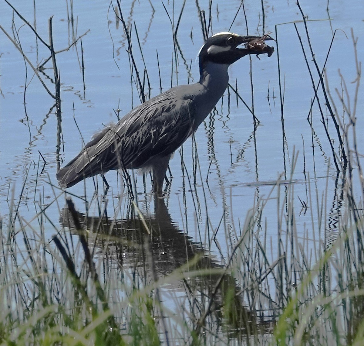 Yellow-crowned Night Heron - ML620758903