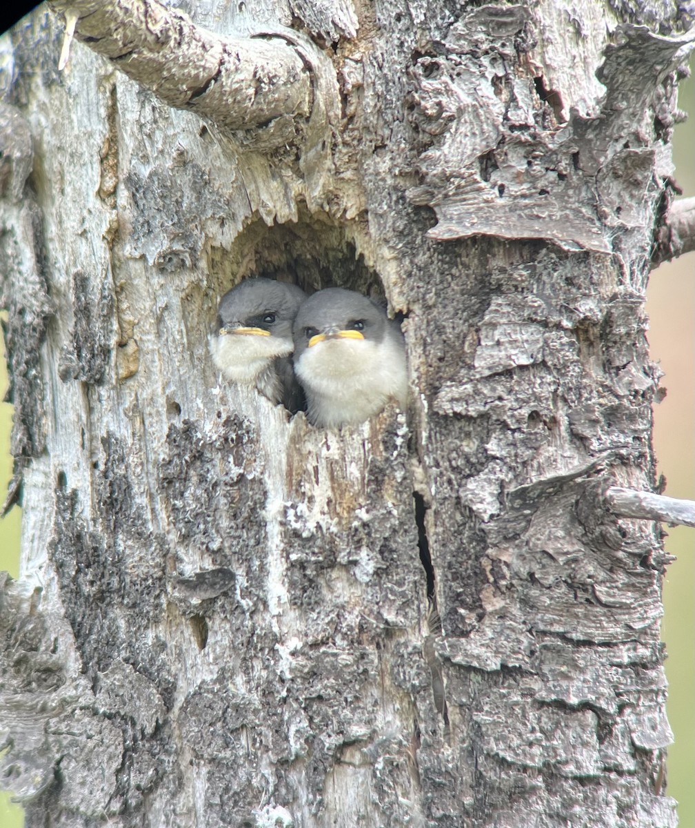 Tree Swallow - Kathryn Wendel