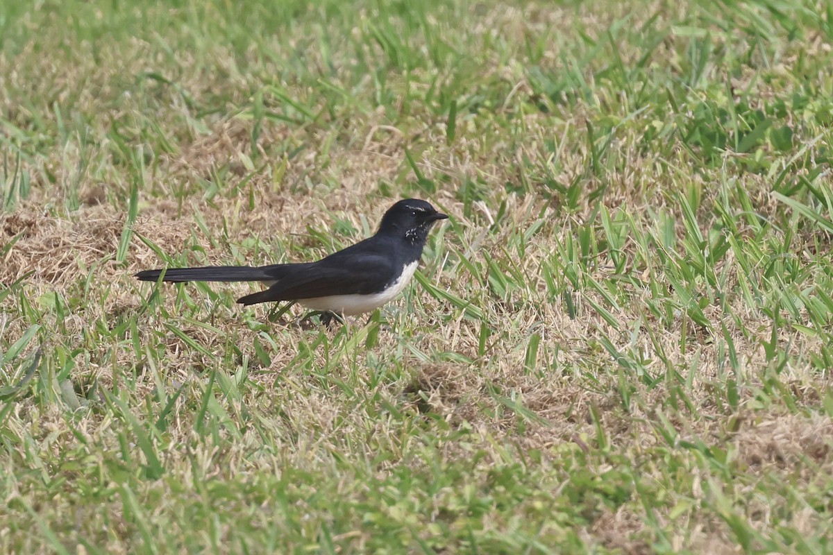 Willie-wagtail - ML620758910