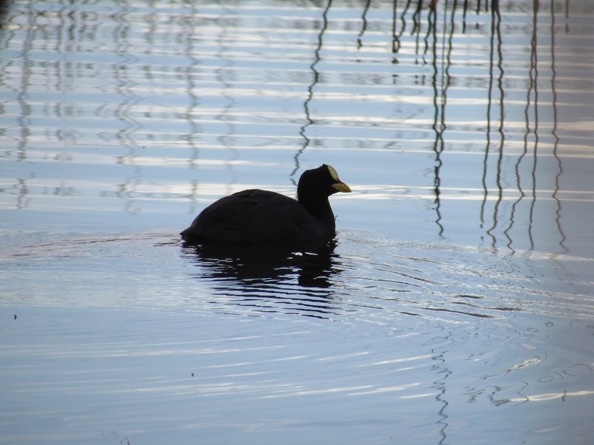 Red-gartered Coot - ML620758913